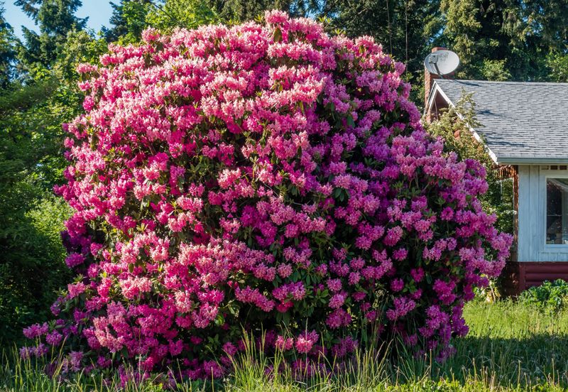 Rhododendron