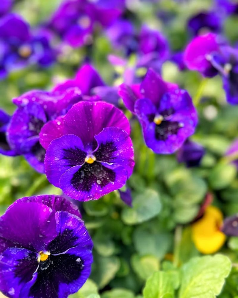Pansies