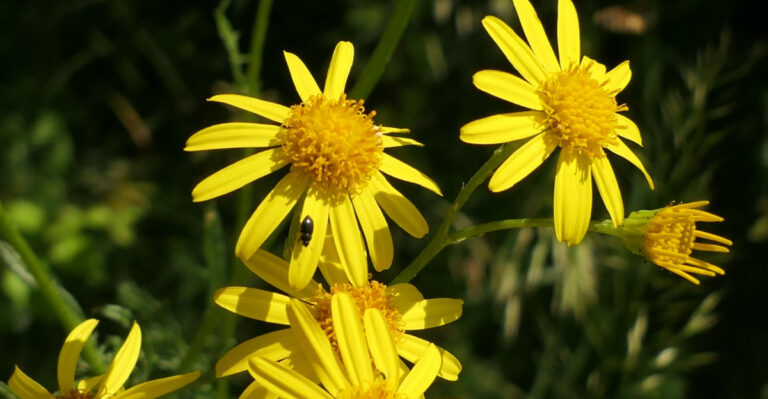 These 7 Garden Picks Handle Georgia’s Spring Swings Without Trouble