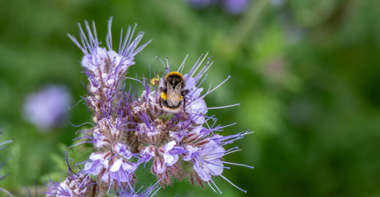 bumble bee on phacelia
