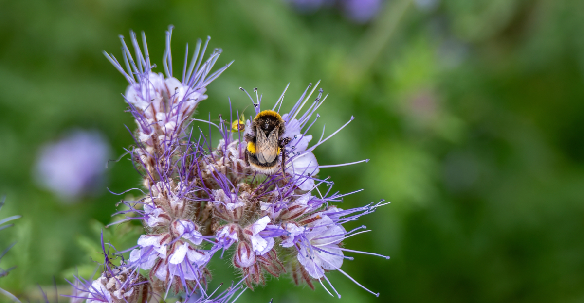 bumble bee on phacelia