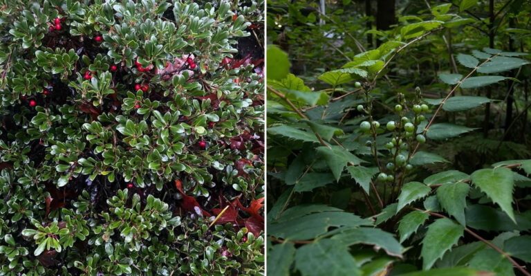 These 7 Native Ground Covers Stay Green All Year In Oregon