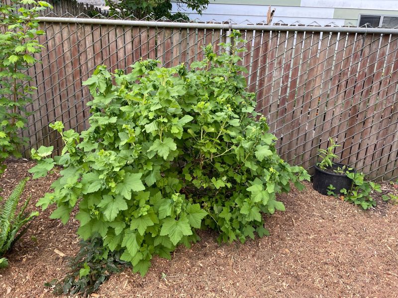 These 7 Native Oregon Shrubs Thrive In Front Yards When Planted In March