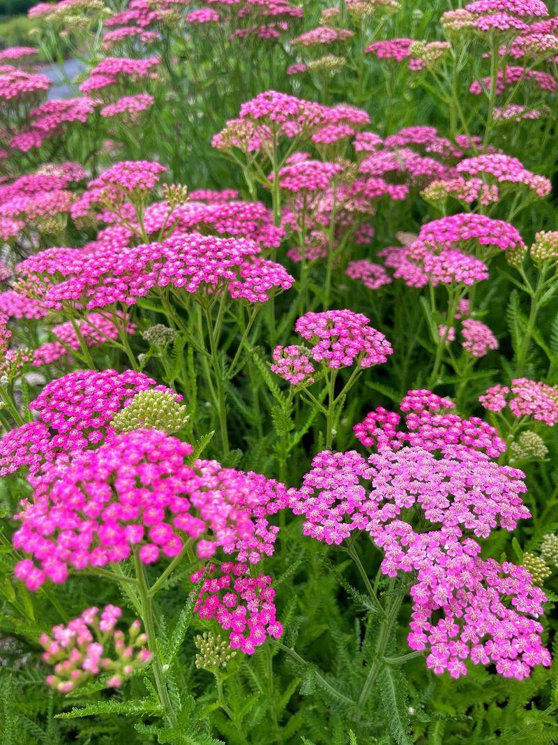 Yarrow