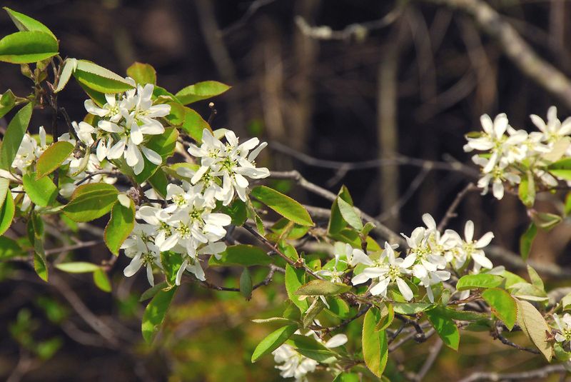 Serviceberry Brings Four Seasons Of Front Yard Appeal