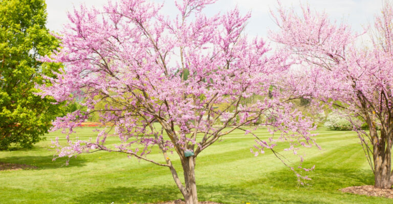 Cercis griffithii (Eastern redbud)