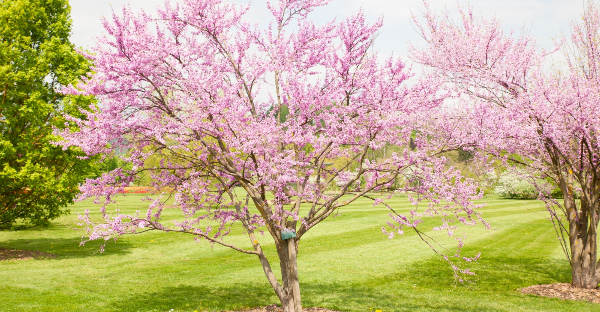 Cercis griffithii (Eastern redbud)