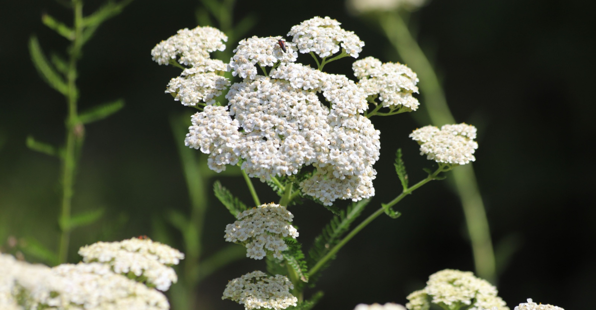yarrow
