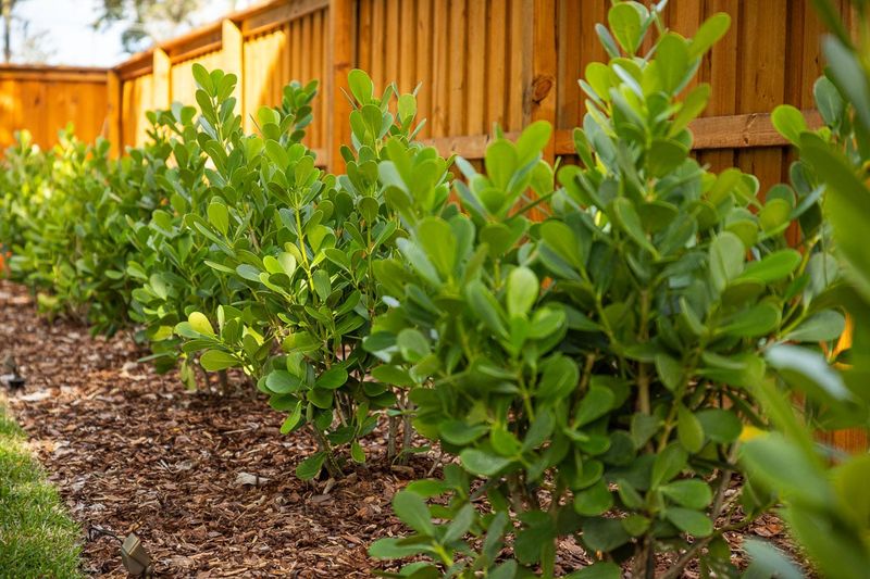 Yaupon Holly Creates A Clean And Classic Hedge