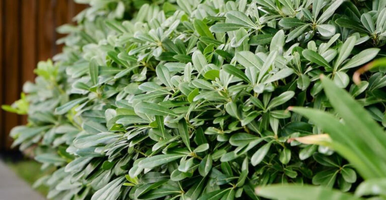 pittosporum hedge