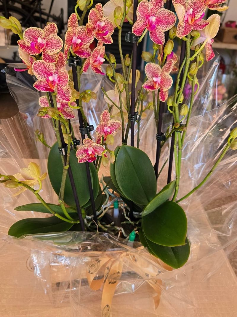 Orchid Creates An Elegant And Long Lasting Gift