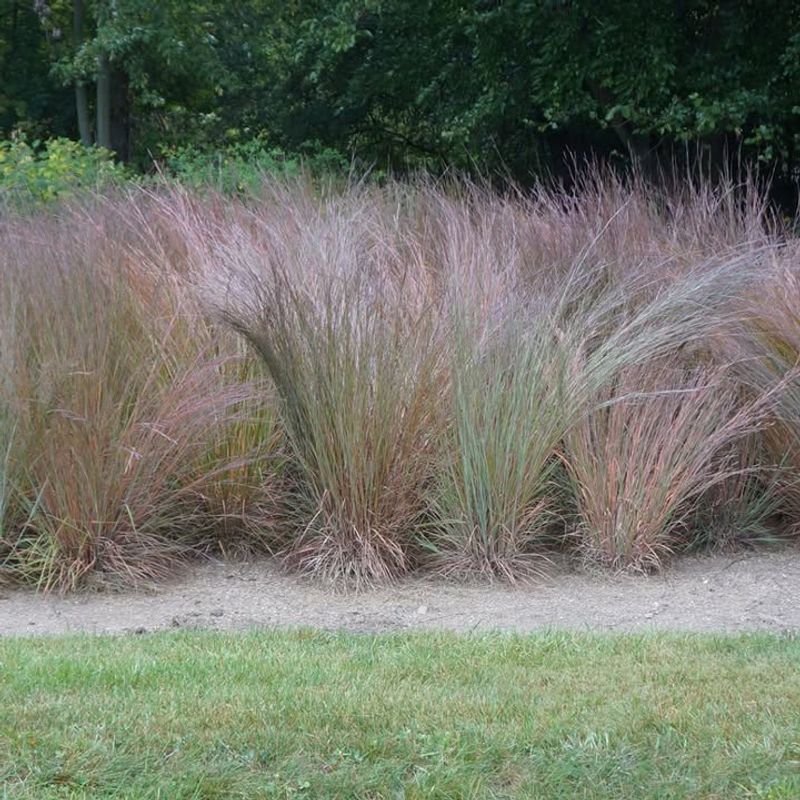 Native Grasses Giving Fireflies A Natural Place To Hide