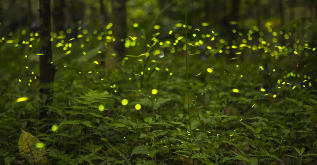 These 8 Features Make Ohio Yards More Attractive To Fireflies