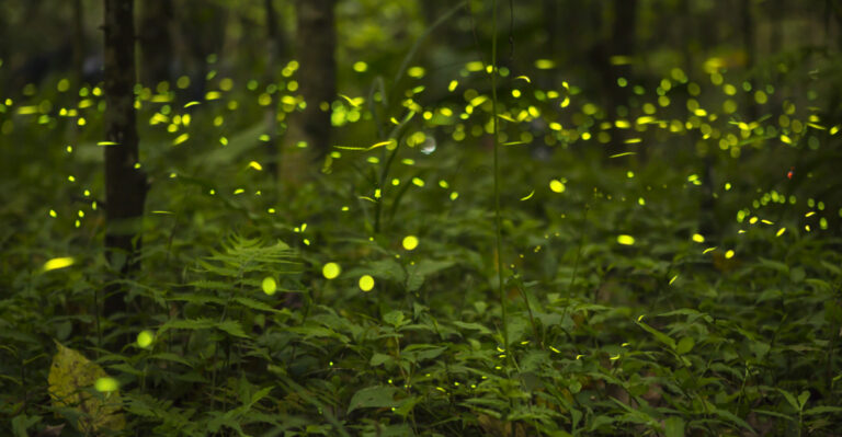 These 8 Features Make Ohio Yards More Attractive To Fireflies
