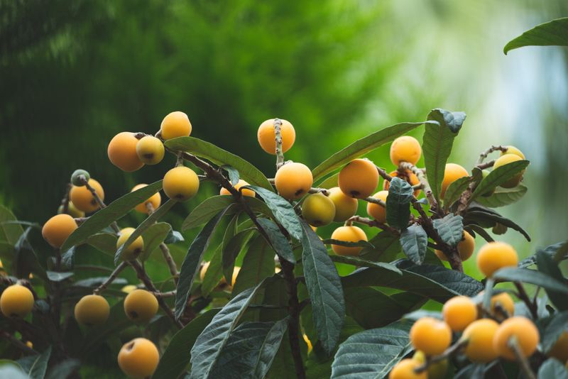 Loquat Produces Fragrant Winter Blossoms And Sweet Spring Fruit