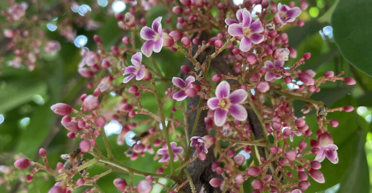 Starfruit Flowers