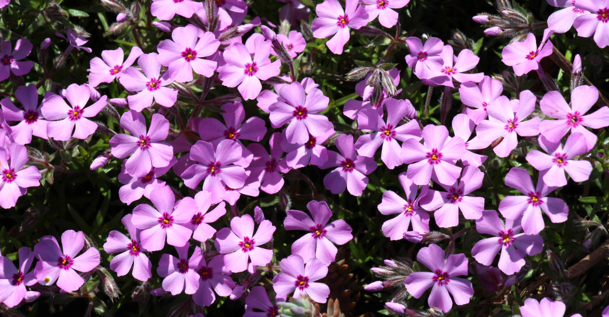 plant (featured image)