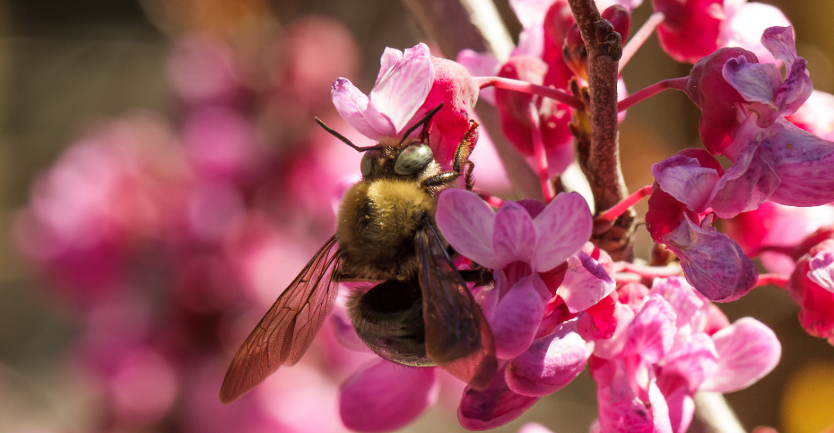 western redbud blooms and bee