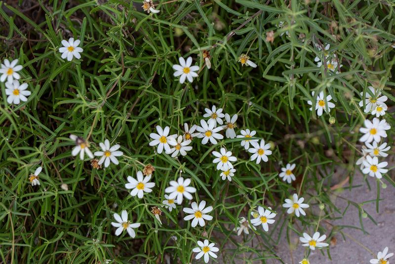 Blackfoot Daisy Brings White Blooms And A Low Shape