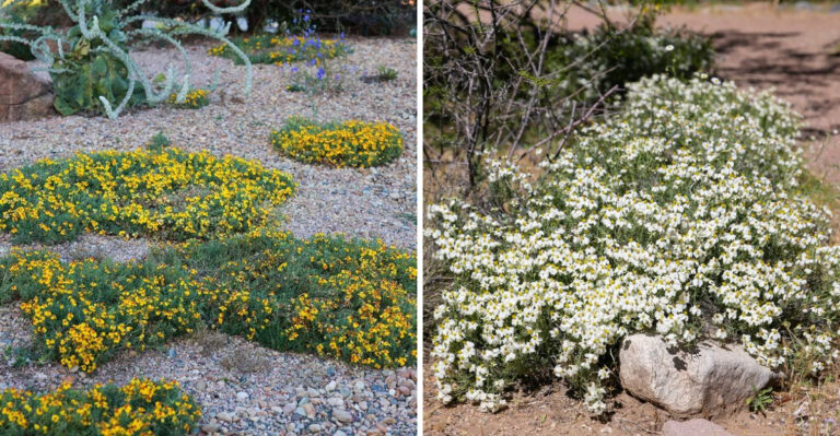 These 8 Native Groundcovers Thrive In Arizona Front Yards When Planted In Early Spring