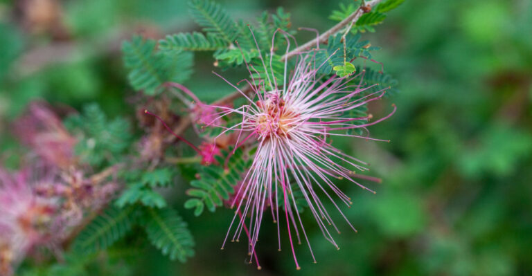 plant (featured image)