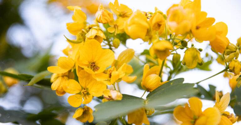 shrub (featured image)