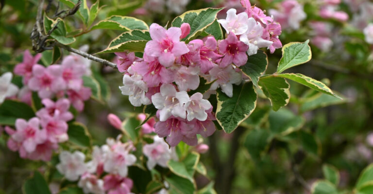 weigela