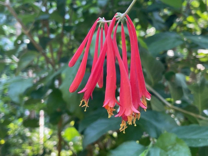 Coral Honeysuckle Provides Nectar Orioles Love