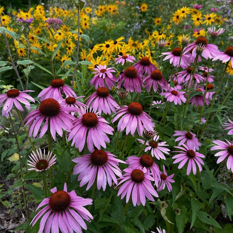 Coneflower Keeps Blooming From Late Spring Into Summer