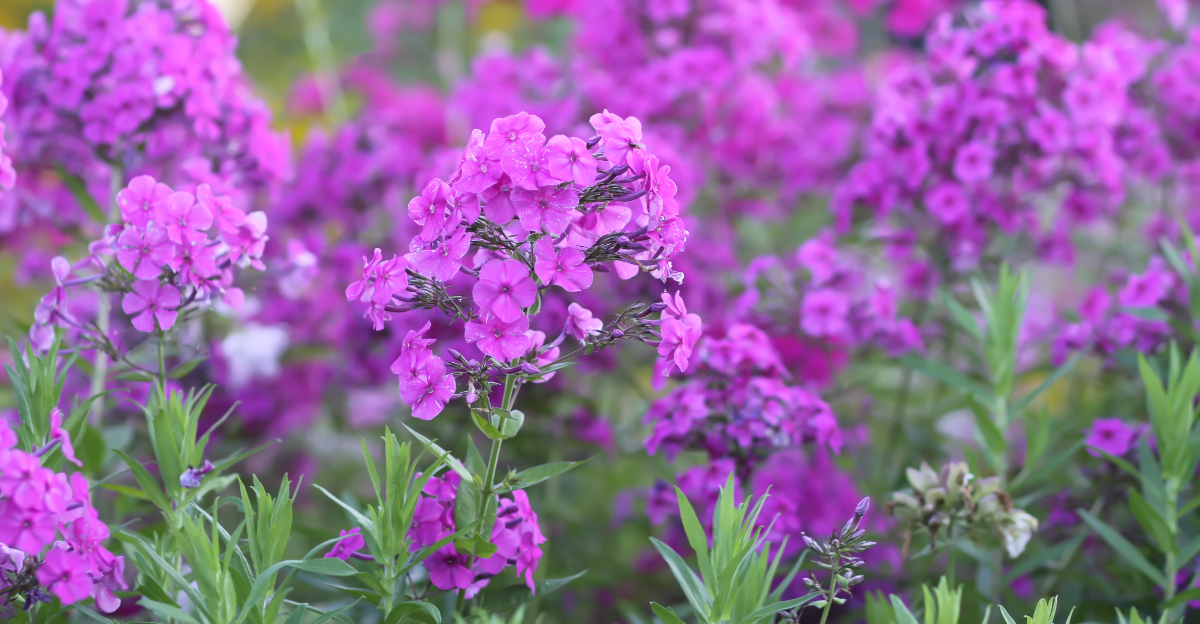 plants (featured image)