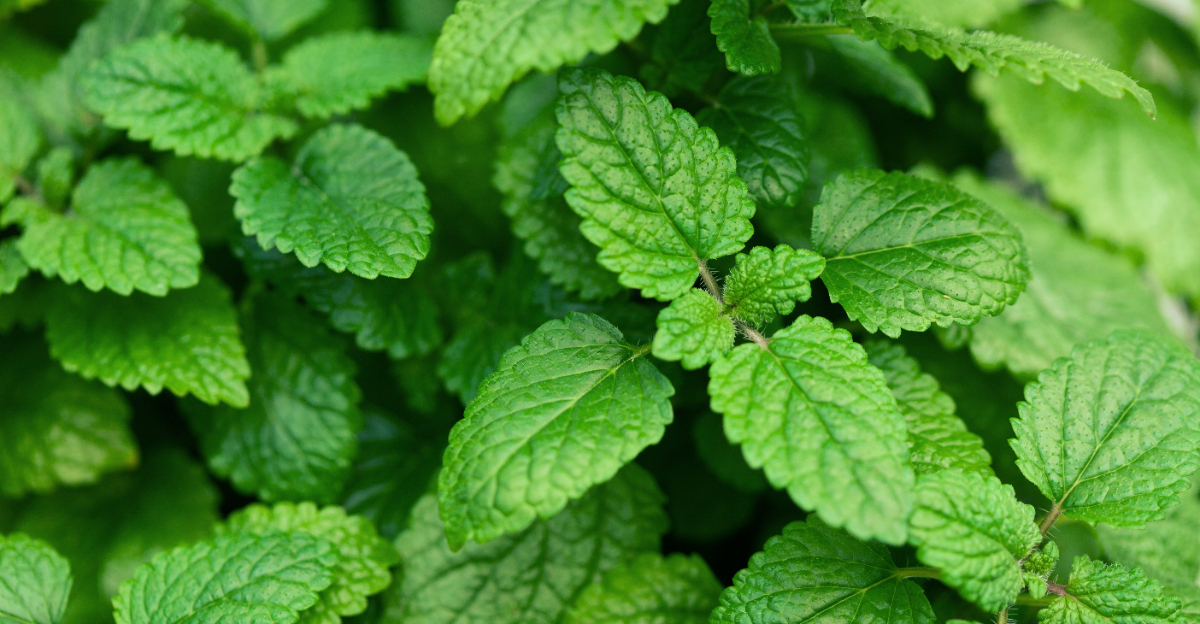 lemon balm