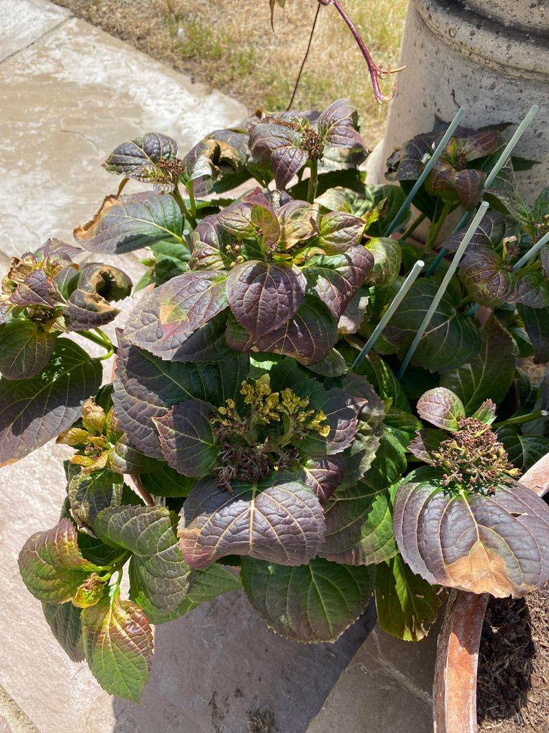 Hydrangeas Need Time Before You Cut Anything