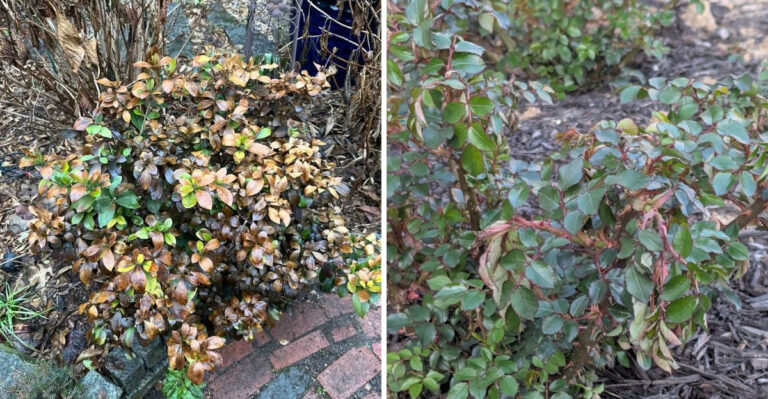 These 8 Plants Should Be Left Alone After Freeze Damage In Georgia