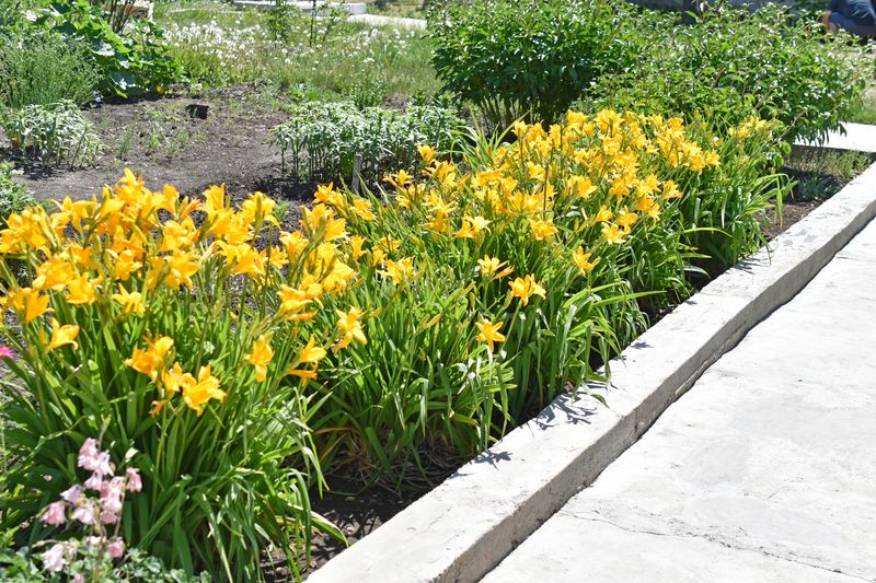 Tough Daylilies That Handle Heat And Roadside Conditions