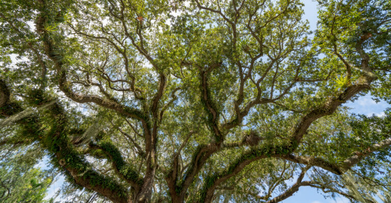 tree (featured image)