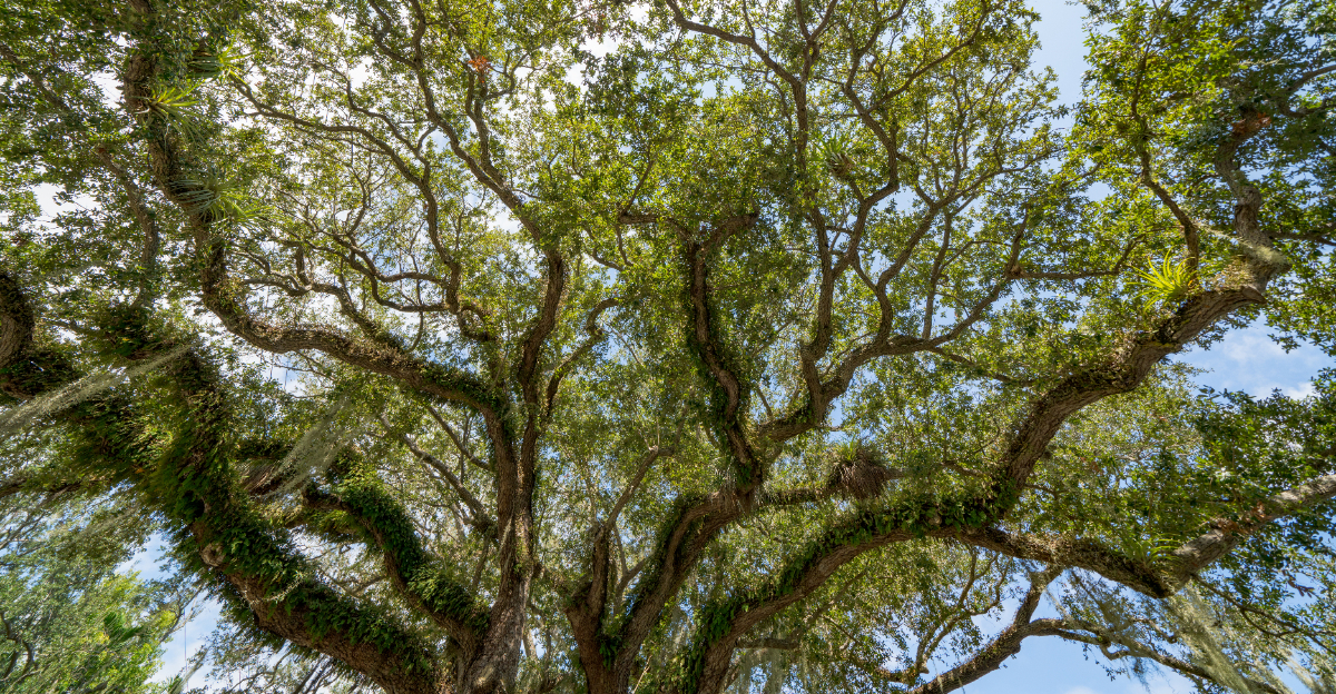 tree (featured image)