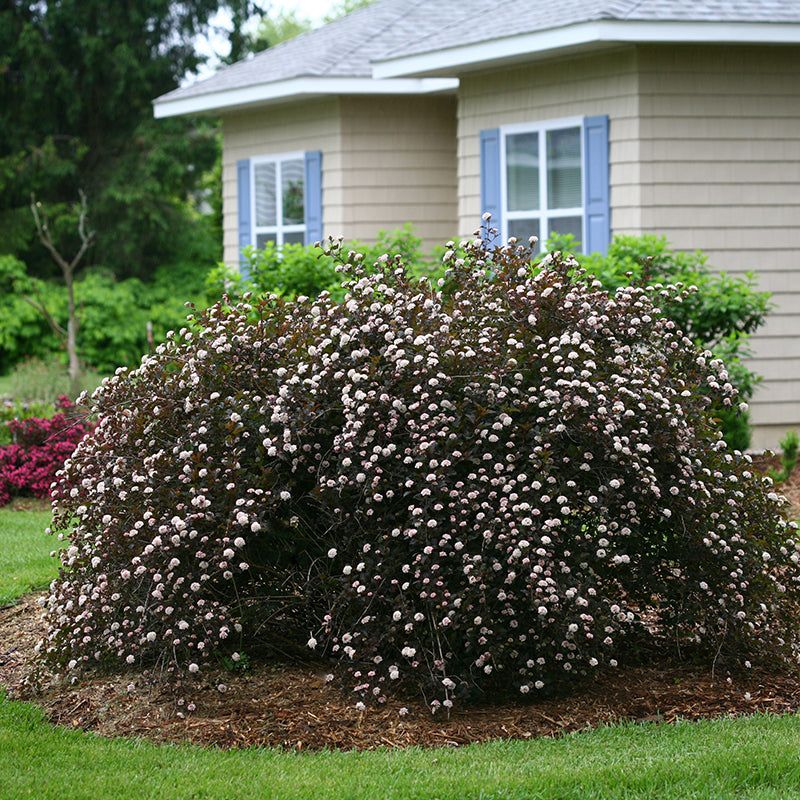 Ninebark Powers Through Tough Ohio Clay