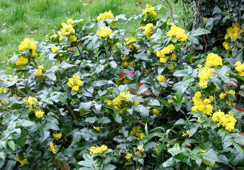 Oregon Grape Adds Tough Evergreen Structure