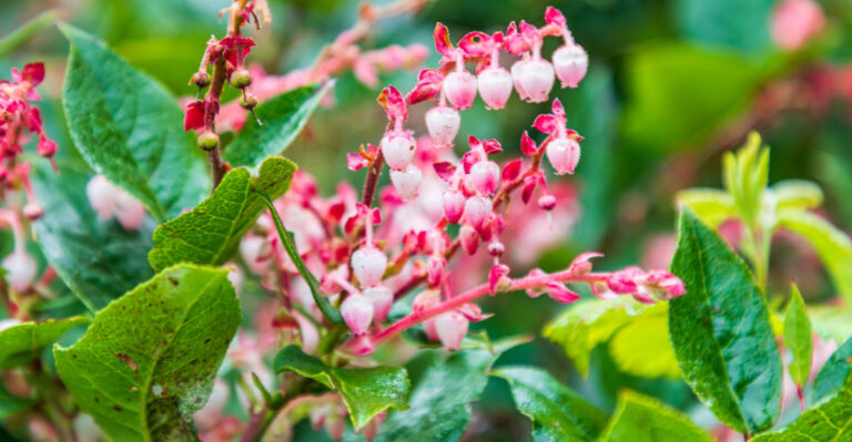 These 8 Tough Shrubs Handle Oregon Wind And Rain Without Fuss
