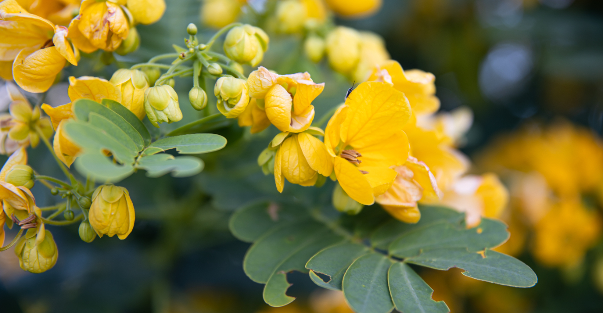 plant (featured image)