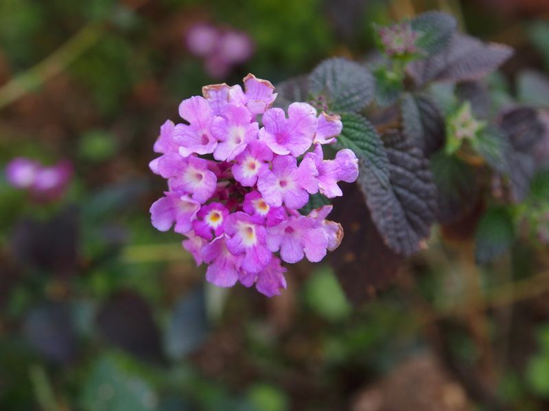 Creeping Lantana Spreads Fast And Suppresses Weeds