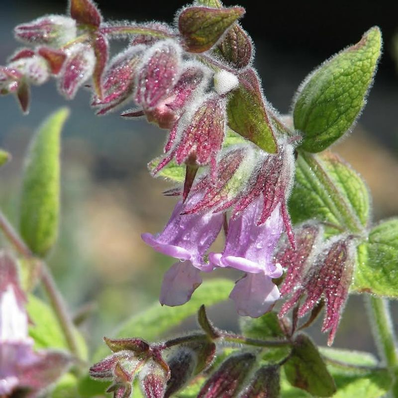 Fragrant Pitcher Sage