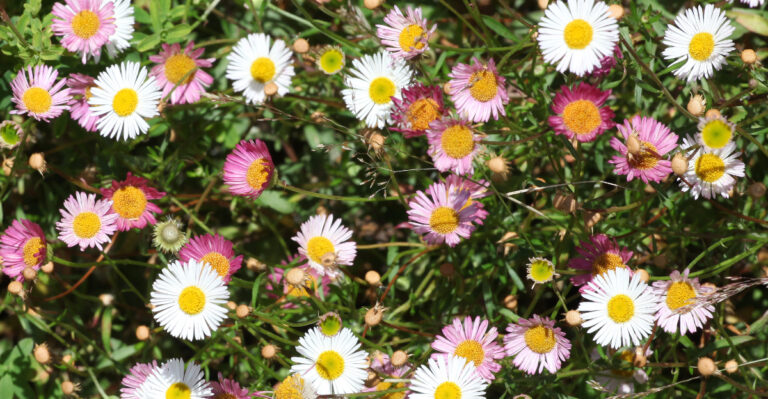 fleabane