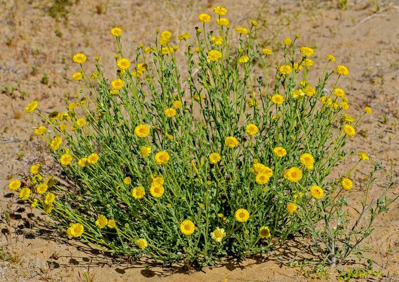 Desert Marigold Brings Sunny Yellow Blooms With Very Low Water