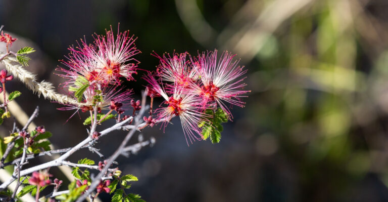 These 9 Native Flowering Plants Thrive In Arizona Front Yards When Planted In Early Spring