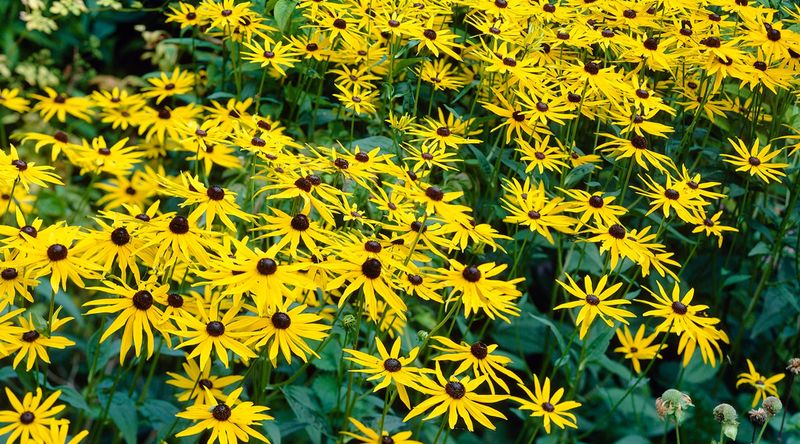 Black-Eyed Susan Brings Cheerful Yellow Blooms