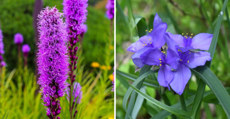 These 9 Native Flowering Plants Thrive In Georgia Front Yards When Planted In March