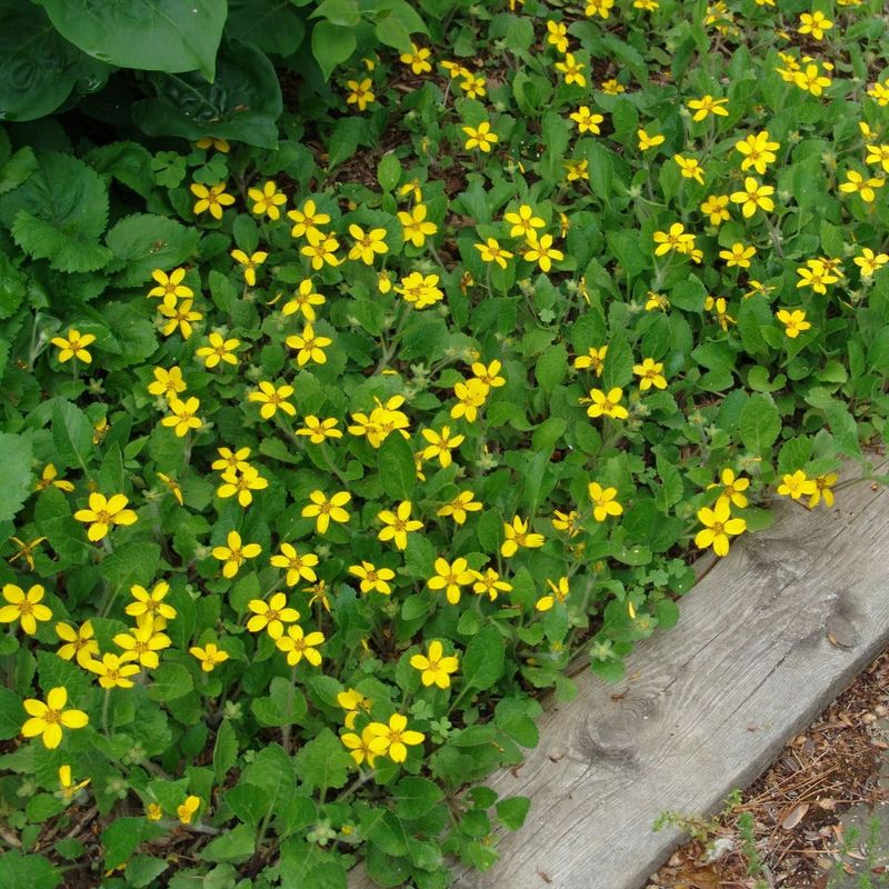 Green And Gold Brings Cheerful Yellow Blooms To Shady Spots