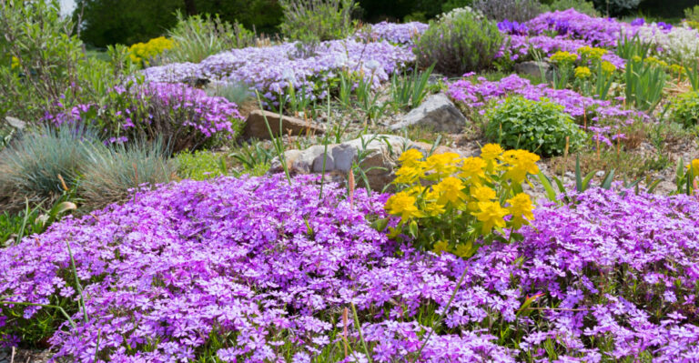 These 9 Native Groundcovers Thrive In Georgia Front Yards When Planted In March