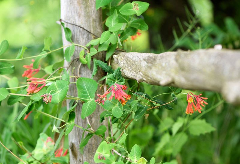 Coral Honeysuckle Brings Color And Hummingbirds
